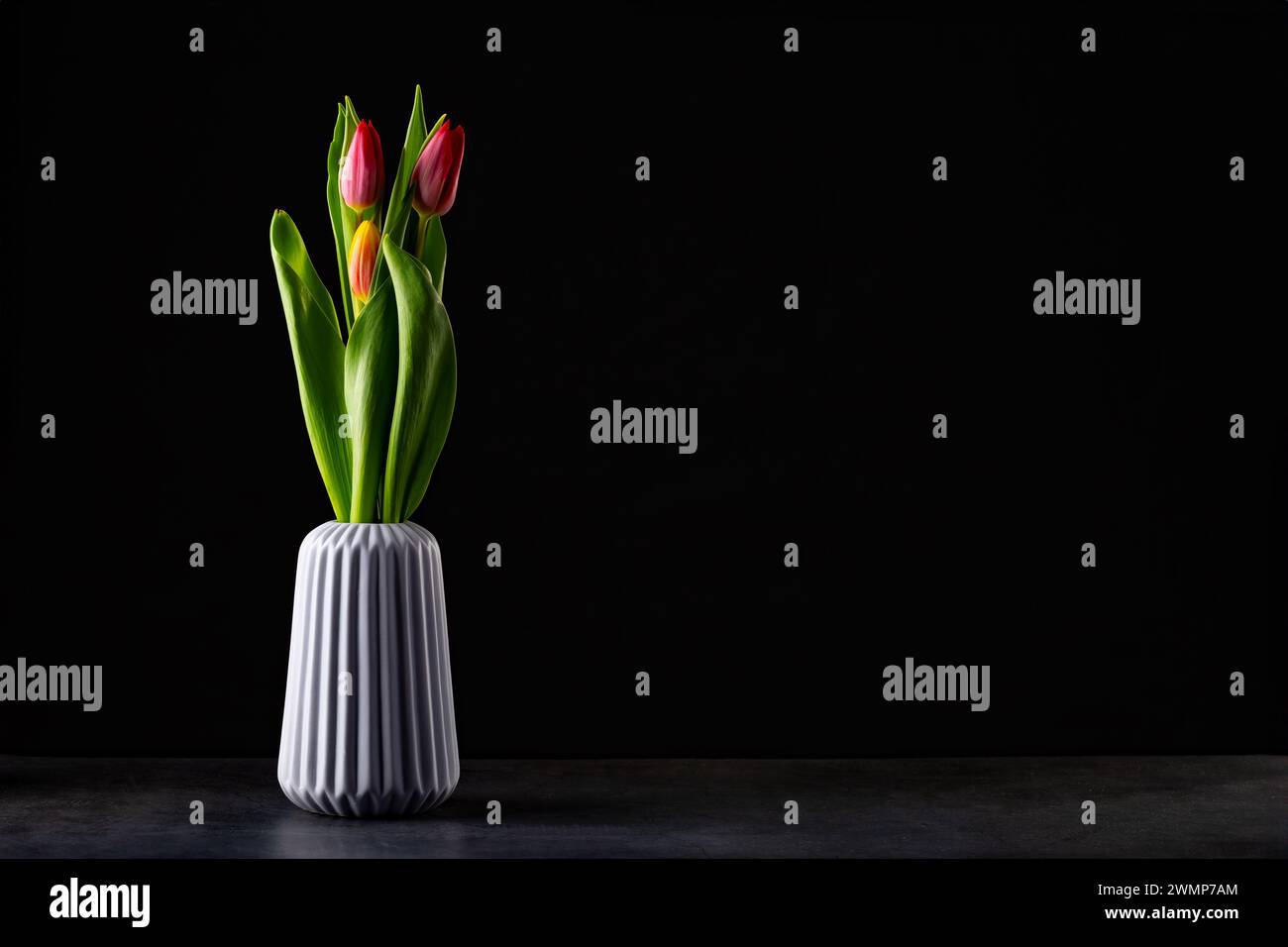 Schöne rote Tulpe, die im Dunkeln leuchten - studio Shot Stockfoto