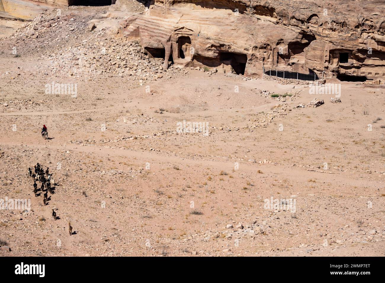 Aus der Vogelperspektive einer Herde von Ziegen und Gräbern in den Ruinen von Petra, Jordanien Stockfoto