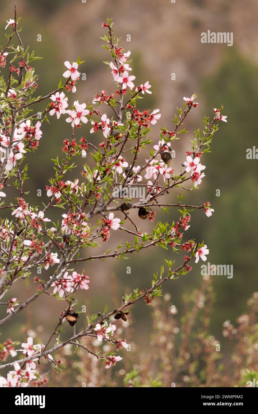 Mandelbaumzweige mit alten, nicht geernteten Mandeln aus dem letzten Jahr und den neuen Blüten, die dieses Jahr Früchte produzieren werden, Alcoy, Spanien Stockfoto