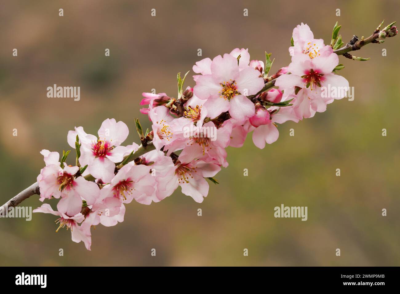 Mandelbaumzweig voller Blumen und Knospen, Alcoy, Spanien Stockfoto