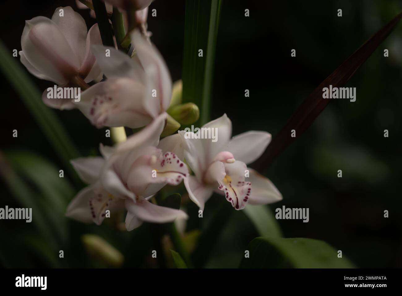 Meist verschwommene weiße Orchideen auf dunklem Hintergrund. Cymbidium Boat Orchid Stockfoto