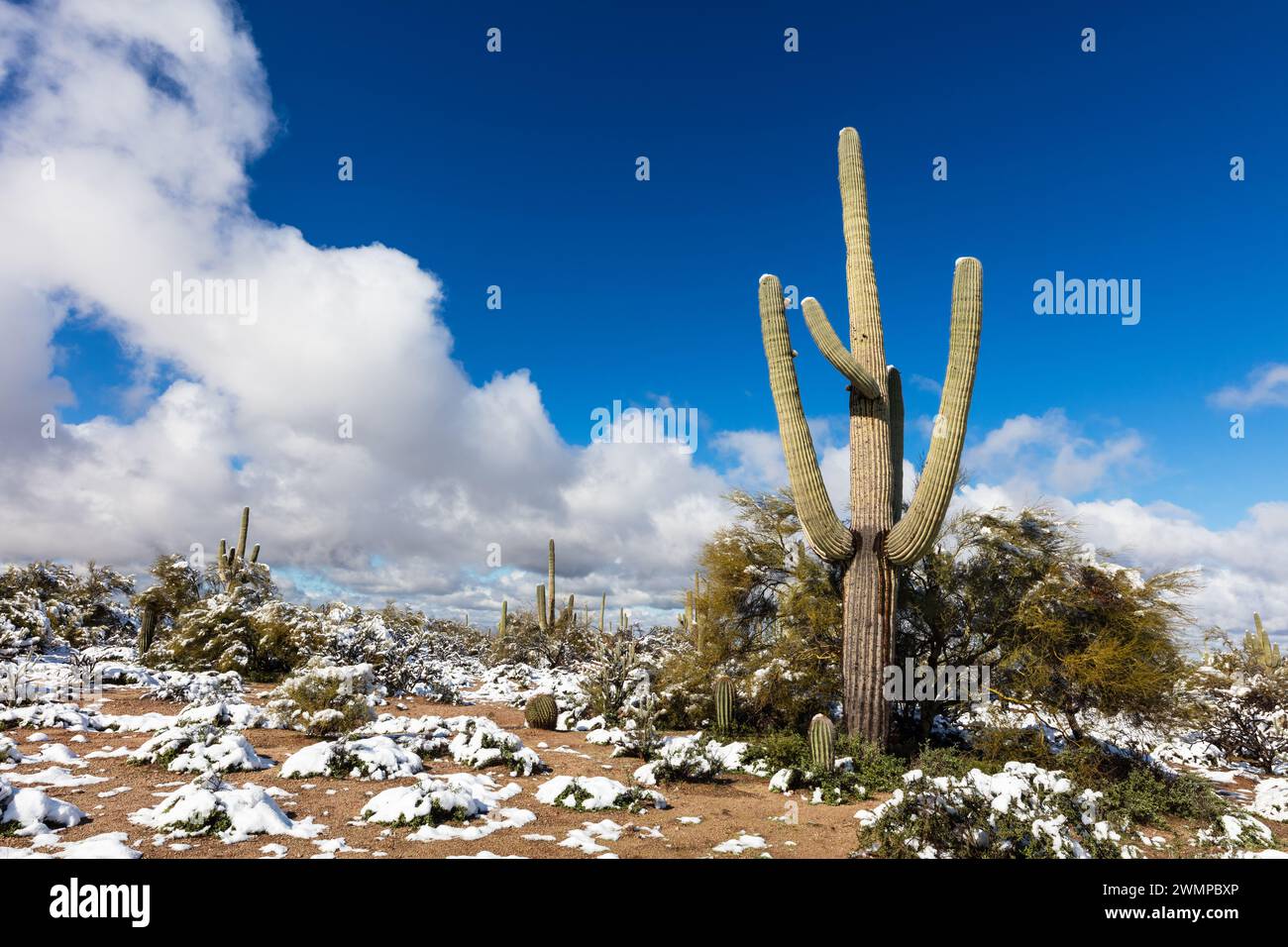 Saguaro-Kaktus mit Schnee in der Wüste Stockfoto