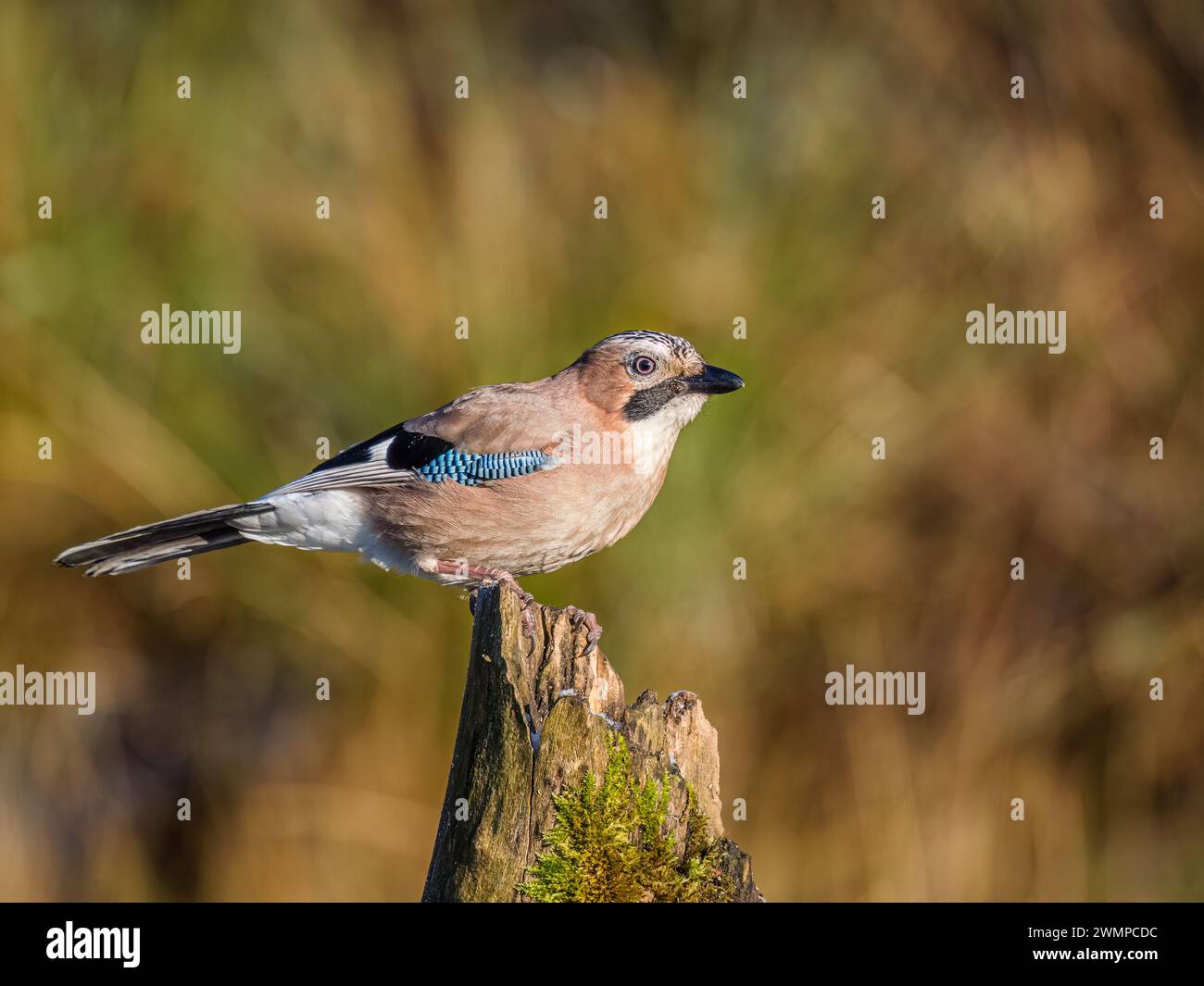 Eurasische Eichelhäher im Winter in Mitte Wales Stockfoto