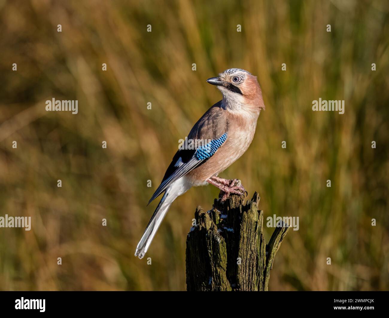 Eurasische Eichelhäher im Winter in Mitte Wales Stockfoto