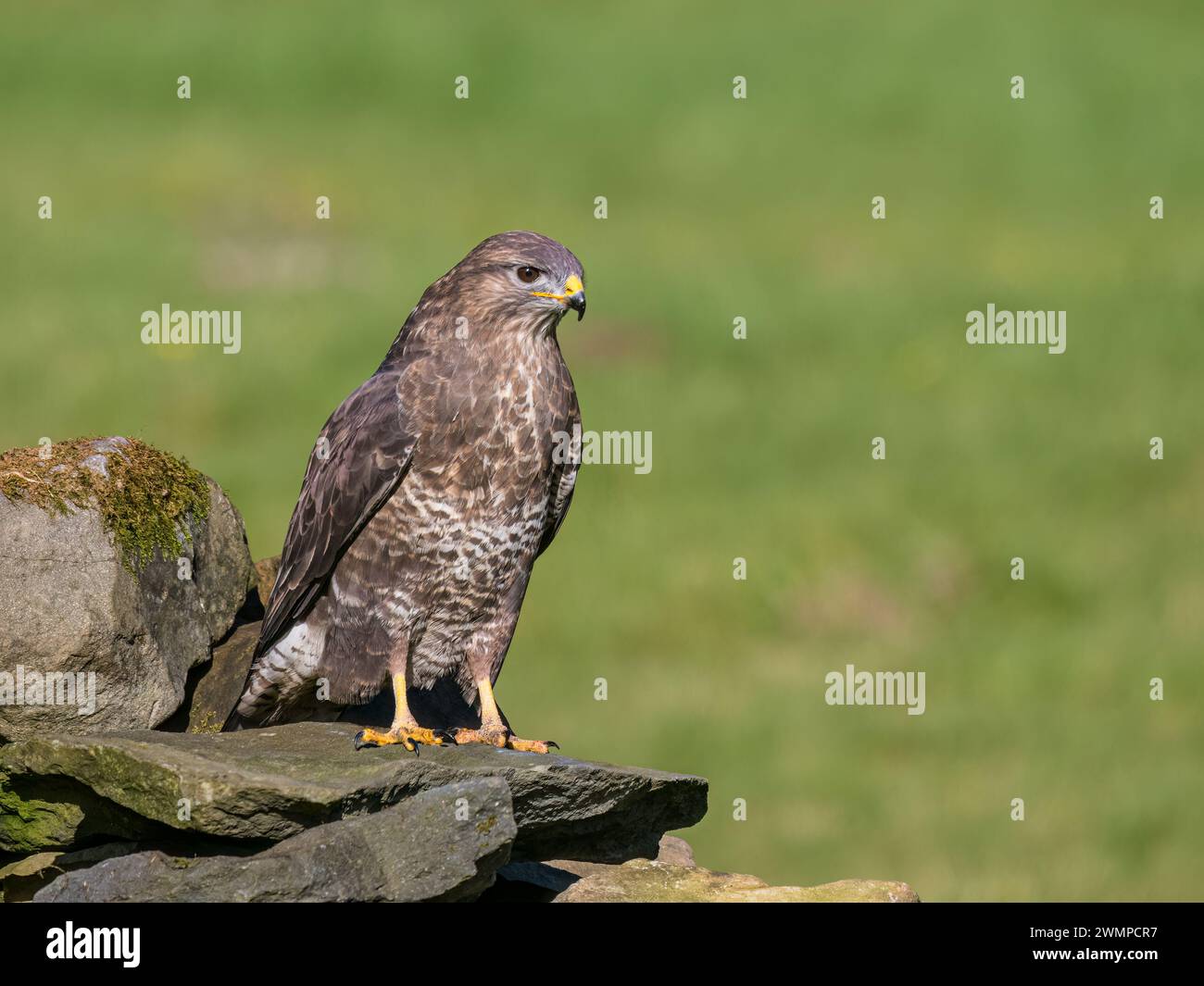 Bussard im Winter in Mitte Wales Stockfoto