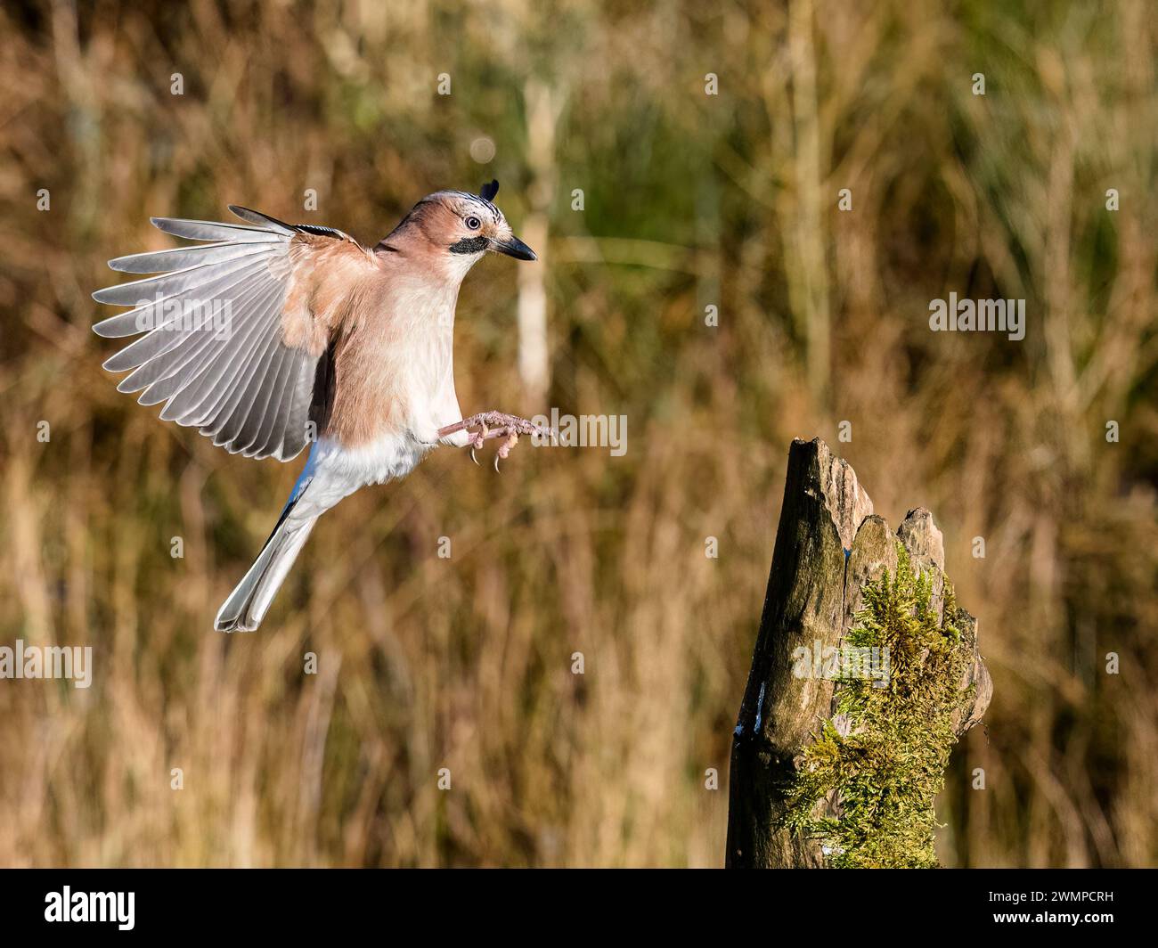 Eurasische Eichelhäher im Winter in Mitte Wales Stockfoto