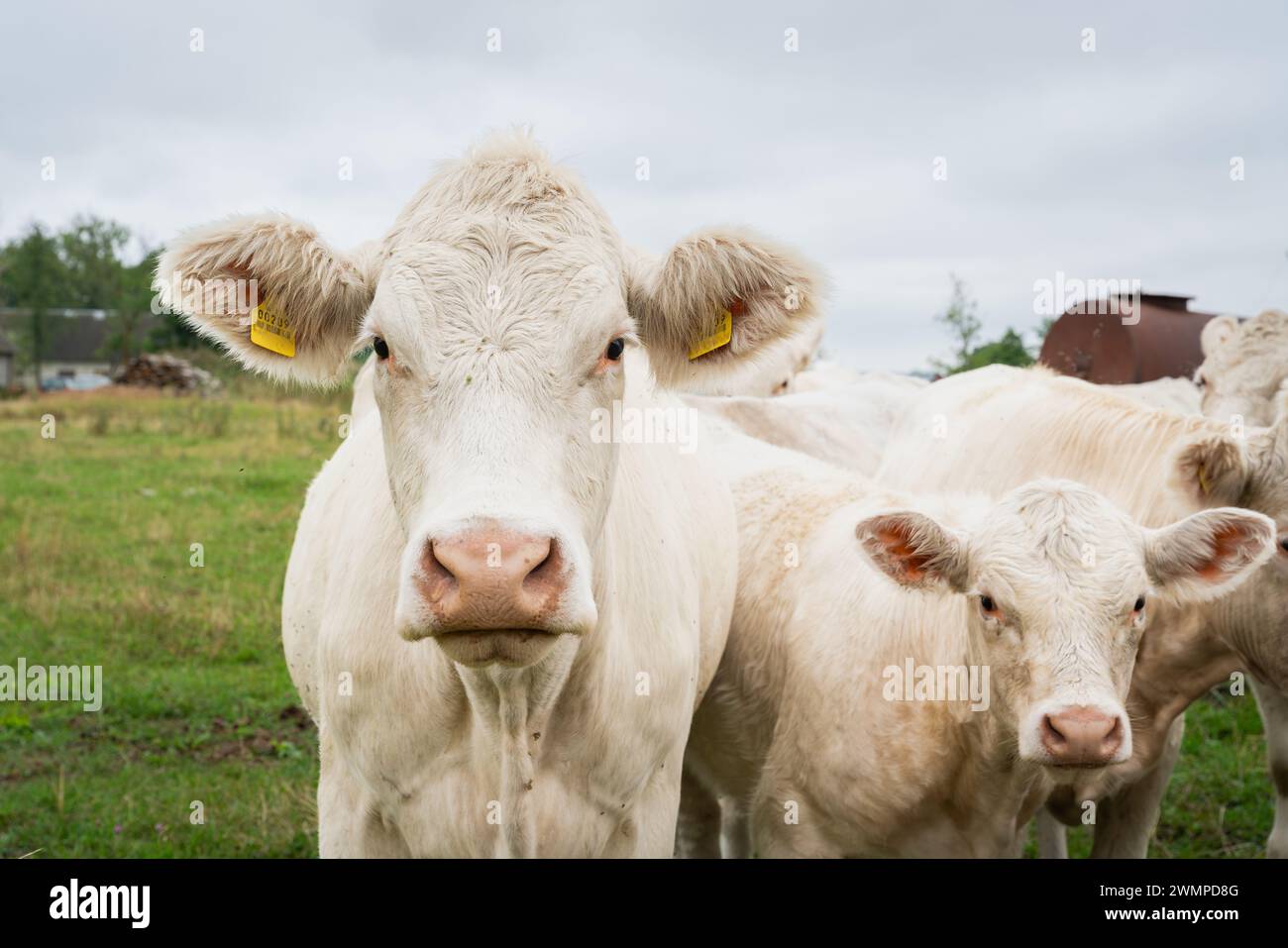 Cremefarbene charolais-Rinder. Nahaufnahme eines neugierigen charolais-Rindes. Stockfoto