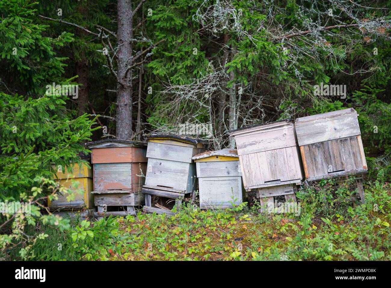 Bemalte Holzbienhäuser. Alte Bienenstöcke am Waldrand. Stockfoto