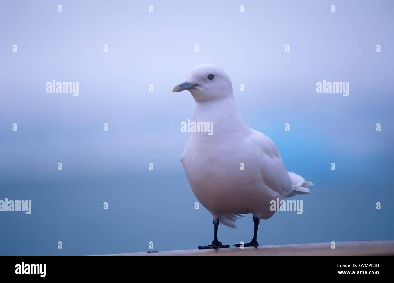 Pagophila eburnea. Elfenbeinmöwe Stockfoto