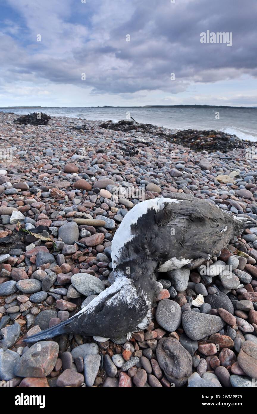 Vogelgrippe Dead guillemot (Uria aagle) an der Küste des Moray Firth, Inverness-shire, Schottland, Oktober 2023 Stockfoto