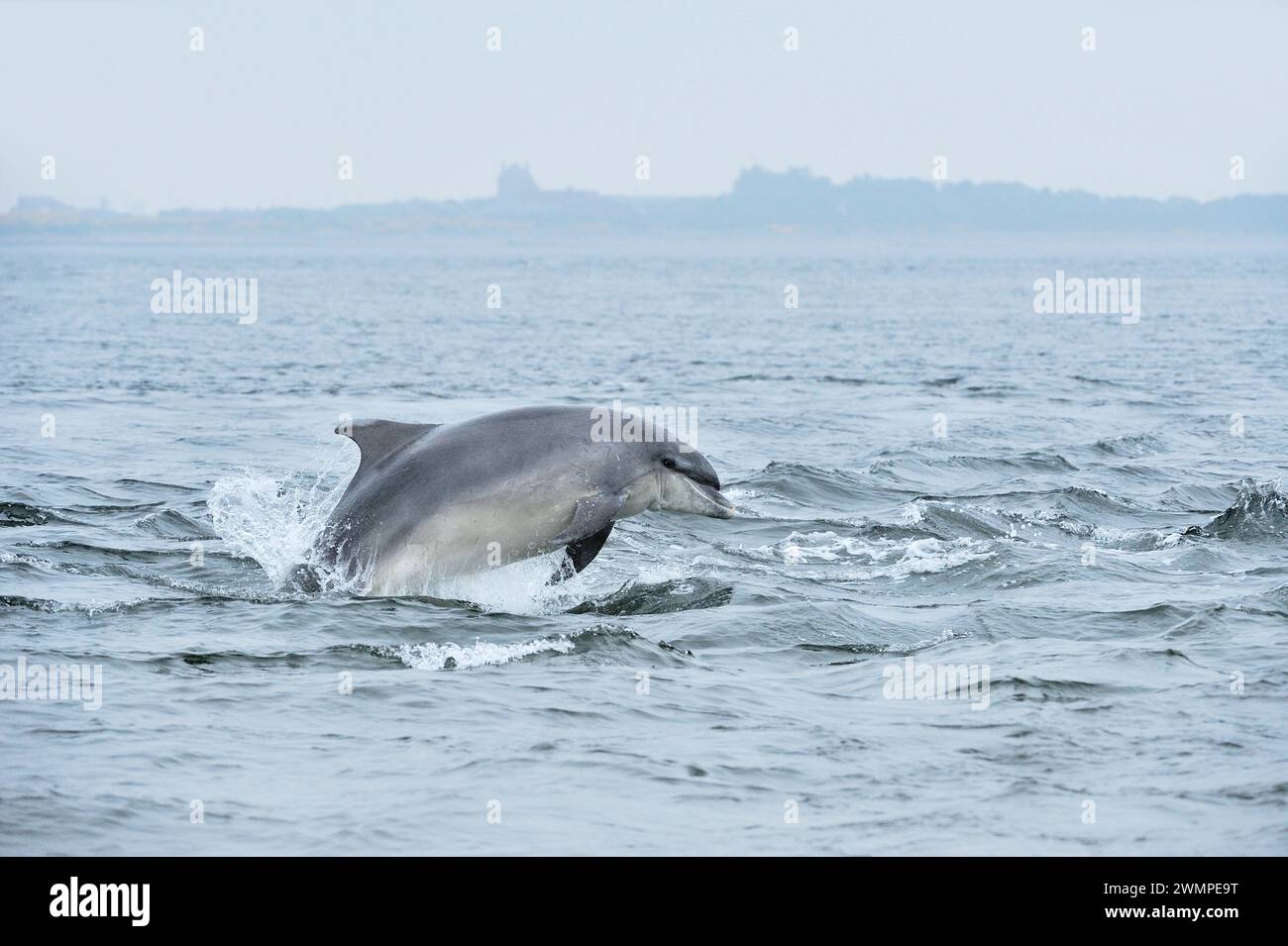 Flaschennasendelfin (Tursiops truncatus) bricht im Mai 2008 in den Gewässern des Moray Firth, Schottland Stockfoto