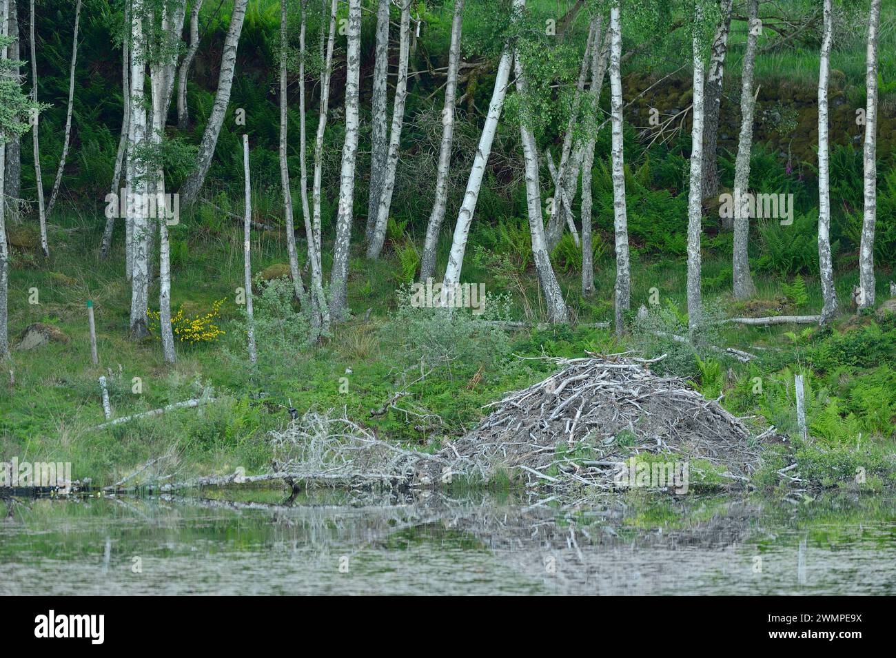 Europäische Biberhütte (Castor Fiber) am Rande des Aigas Loch mit frühmorgendlichem Nebel, Ort der Wiedereinführung der Demonstration, Inverness-Shire. Stockfoto