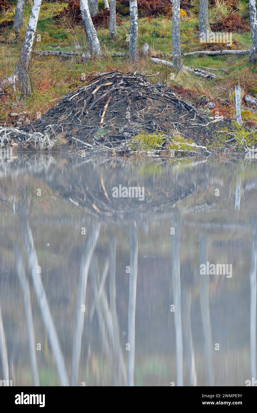 Europäische Biberhütte (Castor Fiber) am Rande des Aigas Loch mit frühmorgendlichem Nebel, Ort der Wiedereinführung der Demonstration, Inverness-Shire. Stockfoto