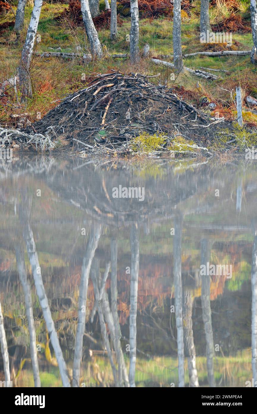 Europäische Biberhütte (Castor Fiber) am Rande des Aigas Loch mit frühmorgendlichem Nebel, Ort der Wiedereinführung der Demonstration, Inverness-Shire. Stockfoto