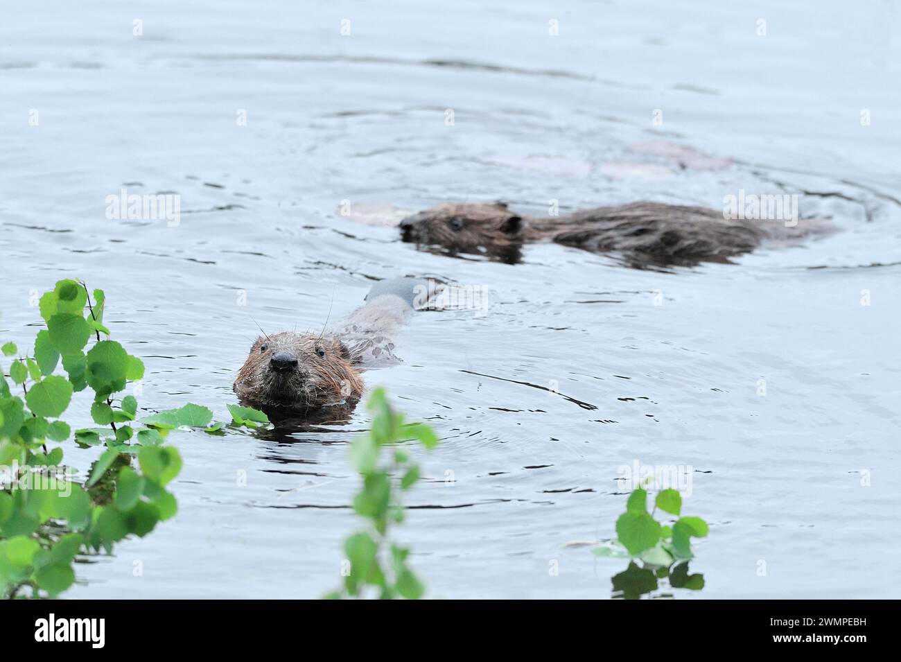 Europäische Biber (Castor fiber), die sich am Abend im Aigas Field Centre von gefallenem Aspen (Populus tremula) ernähren, schlagen und Blätter am See. Stockfoto