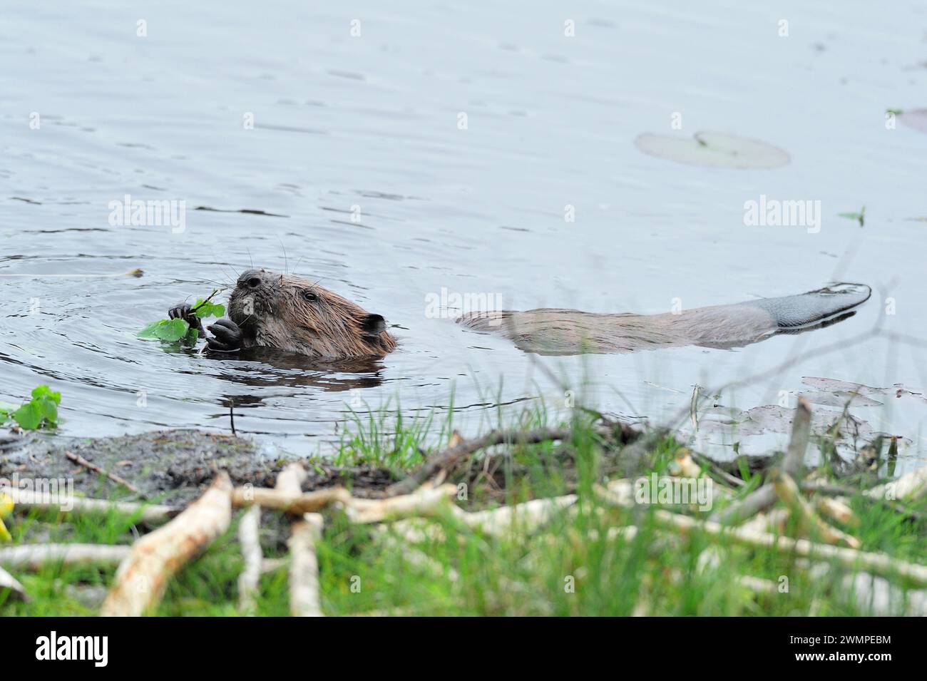 Europäischer Biber (Castor fiber), der am Abend im Aigas Field Centre auf gefallenem Aspen (Populus tremula) und Blätter am See füttert. Stockfoto
