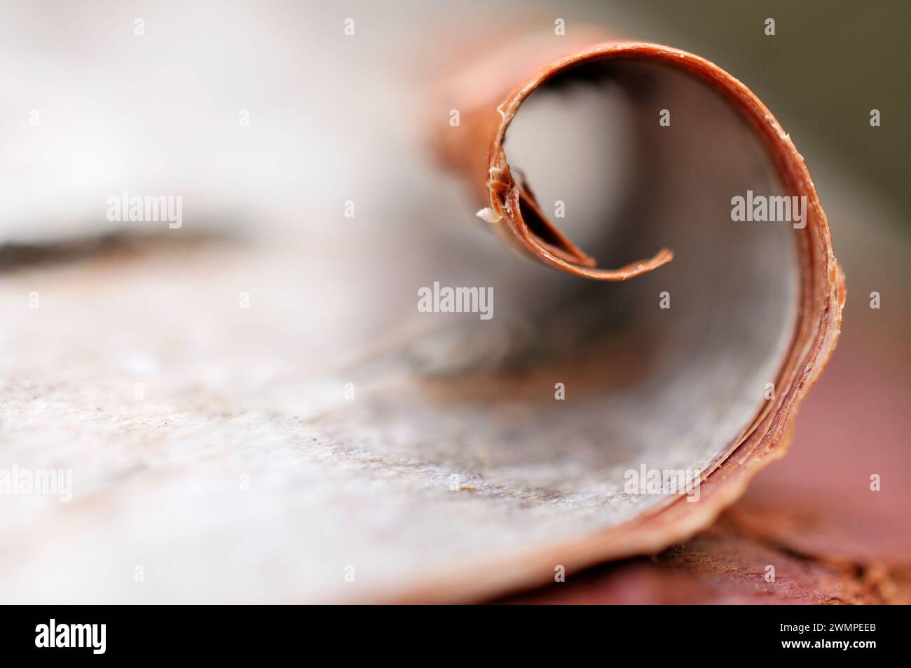Europäischer Biber (Castor fiber) Nahaufnahme einer Rinde auf einer Silberbirke (Betula pendula), die von Bibern gefällt wurde, Perthshire. Stockfoto