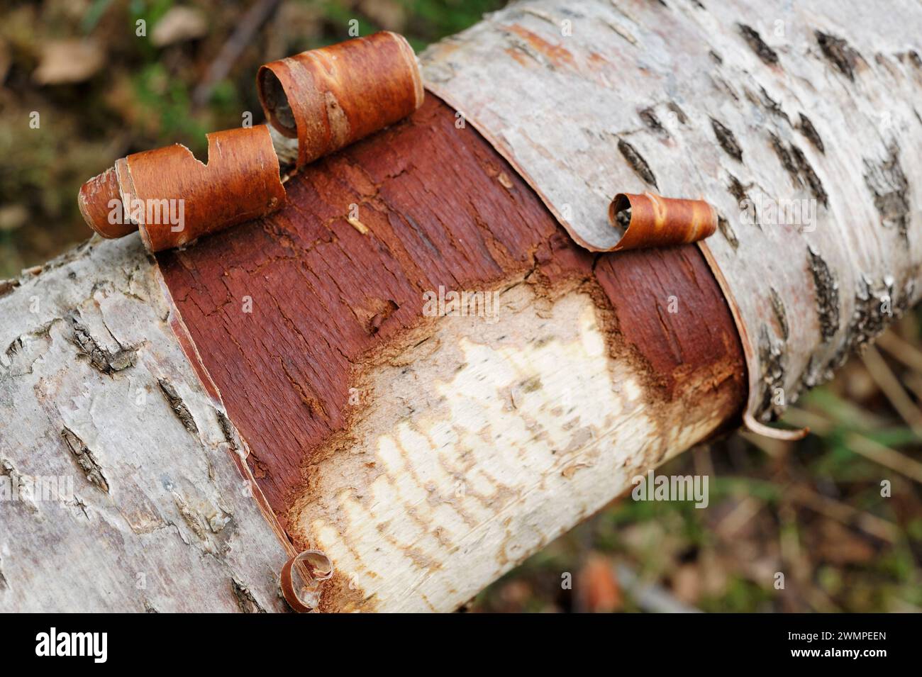 Europäischer Biber (Castor Fiber) Silberbirke (Betula pendula), der von Bibern gefällt wird und dort Zahnspuren zeigt, wo sie gefüttert haben. Stockfoto