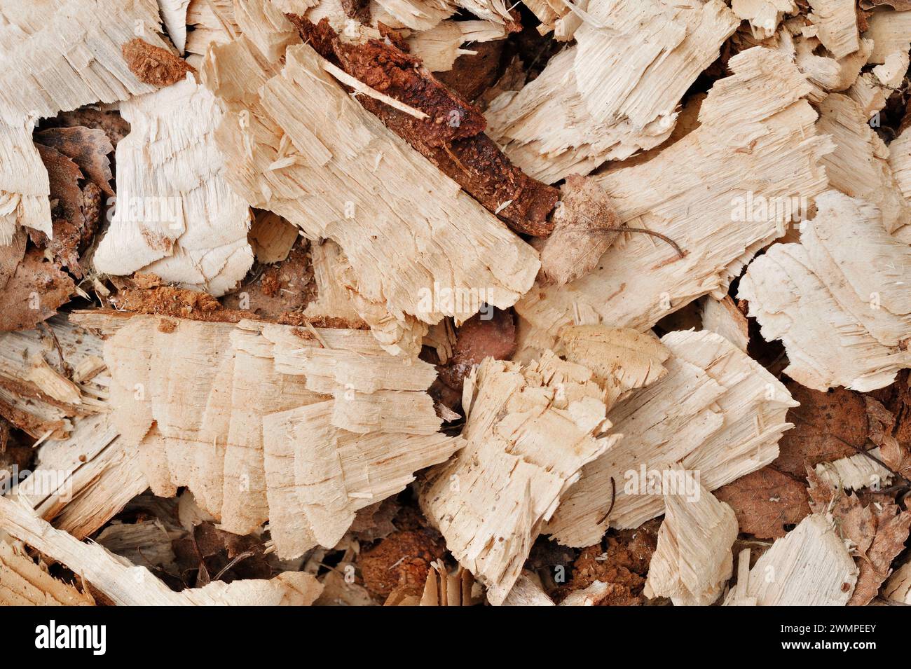 Europäische Biber (Castor Fiber) Späne von Silberbirkenrinde (Betula pendula), die von Bibern neben gefälltem Baum in Perthshire hinterlassen wurden Stockfoto