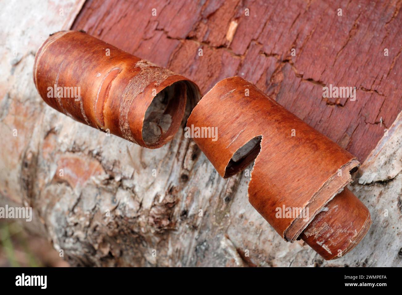 Europäischer Biber (Castor fiber) Nahaufnahme einer Rinde auf einer Silberbirke (Betula pendula), die von Bibern gefällt wurde, Perthshire Stockfoto