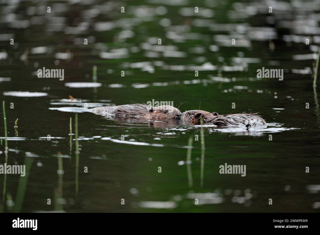 Europäischer Biber (Castor fiber), adulte und Jugendliche, abends auf See im Aigas Field Centre Demonstrationsprojekt zur Wiederansiedlung in Inverness-shire. Stockfoto