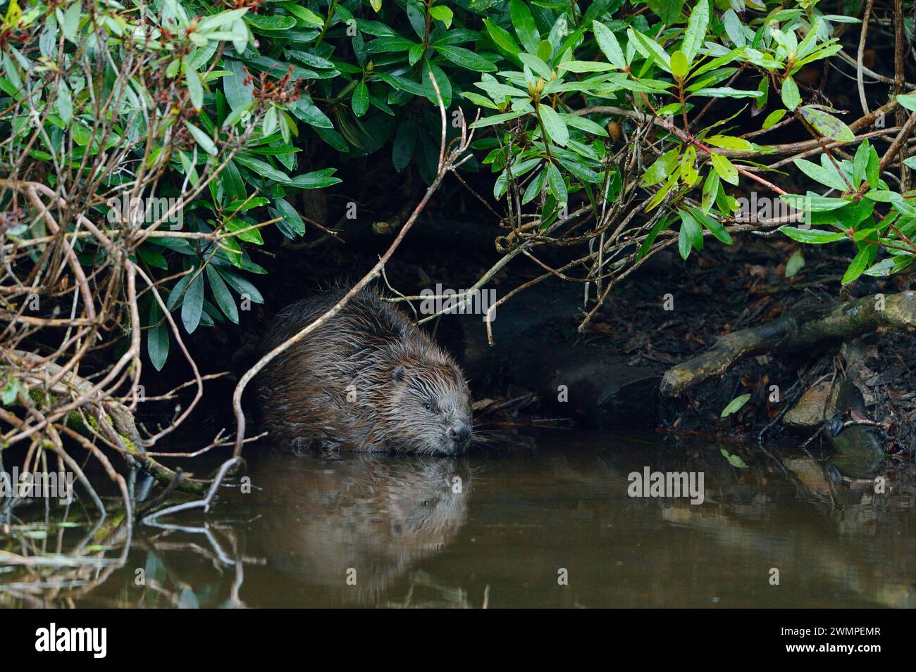 Europäischer Biber (Castor Fiber) Erwachsener in der Nähe einer Lodge, die unter dichtem Rhododendrondickicht in der Abenddämmerung durch einen Teich errichtet wurde. Stockfoto
