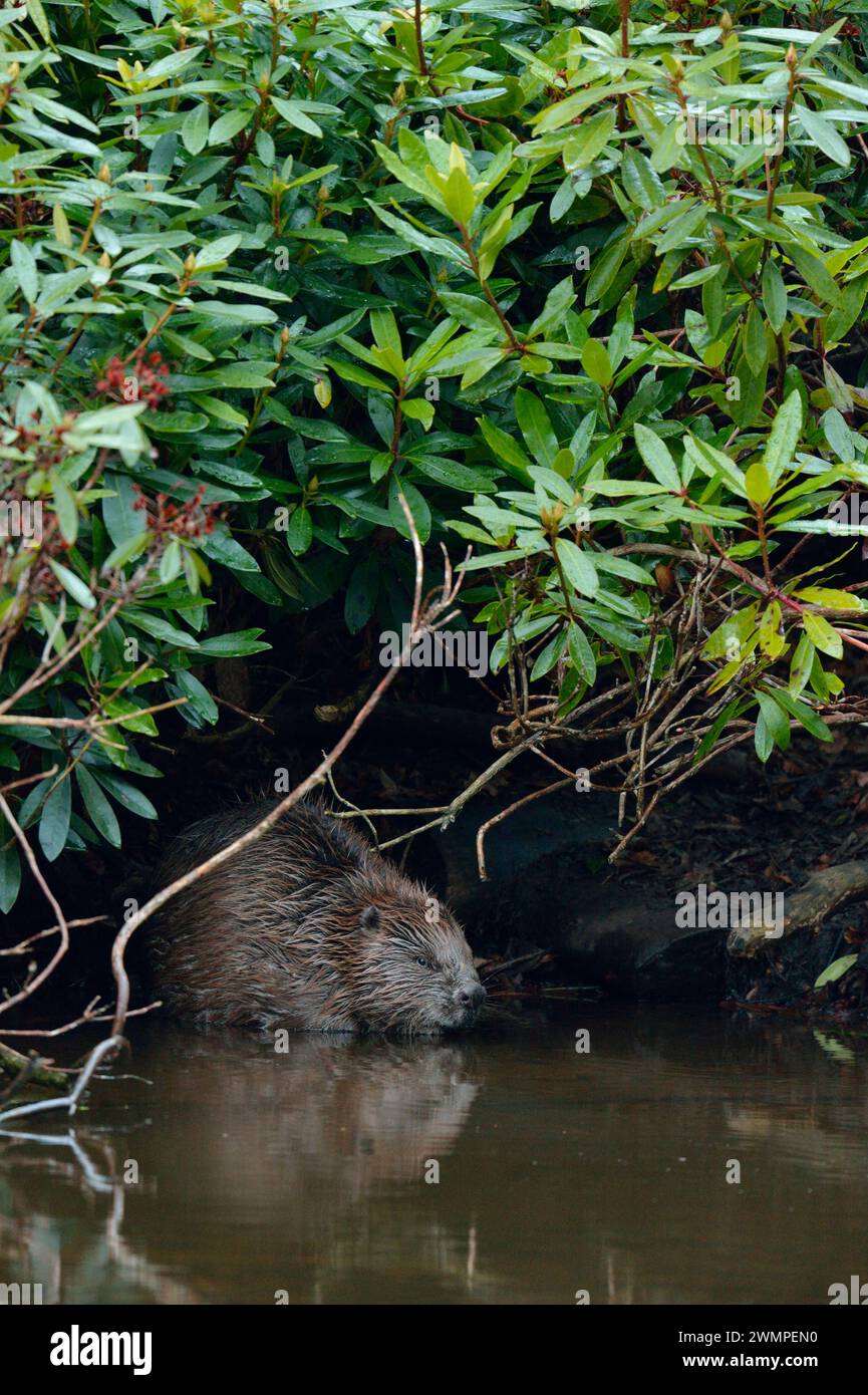 Europäischer Biber (Castor Fiber) Erwachsener in der Nähe einer Lodge, die unter dichtem Rhododendrondickicht in der Abenddämmerung durch einen Teich errichtet wurde. Stockfoto