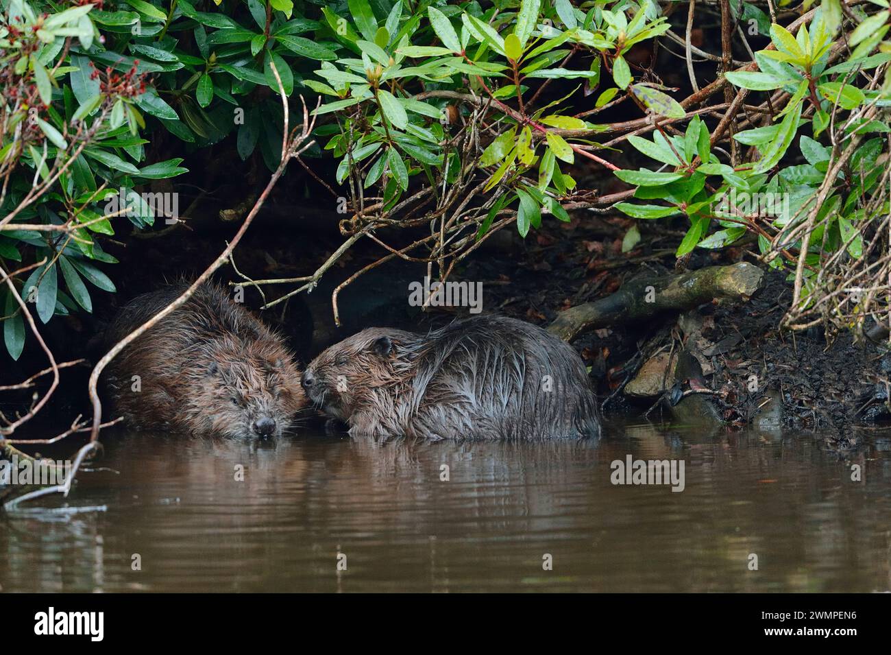 Europäische Biber (Castor Fiber) Erwachsene in der Nähe der Lodge, die unter dichtem Rhododendrondickicht in der Abenddämmerung am Teich in Perthshire gebaut wurde. Stockfoto