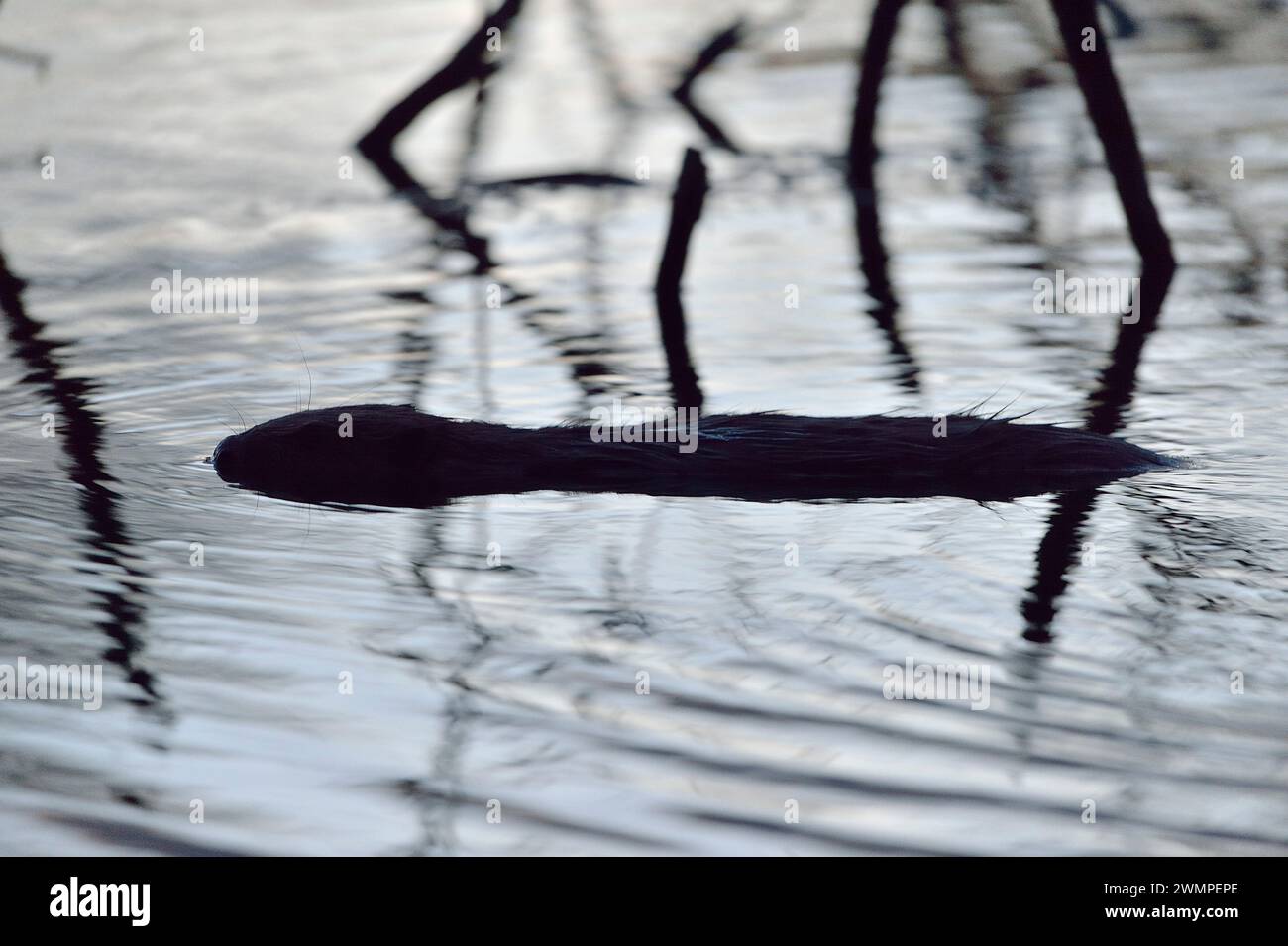European Beaver (Castor Fiber) Silhouette eines bewegungslosen Erwachsenen in der Abenddämmerung auf der Oberfläche eines Teichs, den er durch das Stauen eines Baches, Perthshire, geschaffen hat. Stockfoto