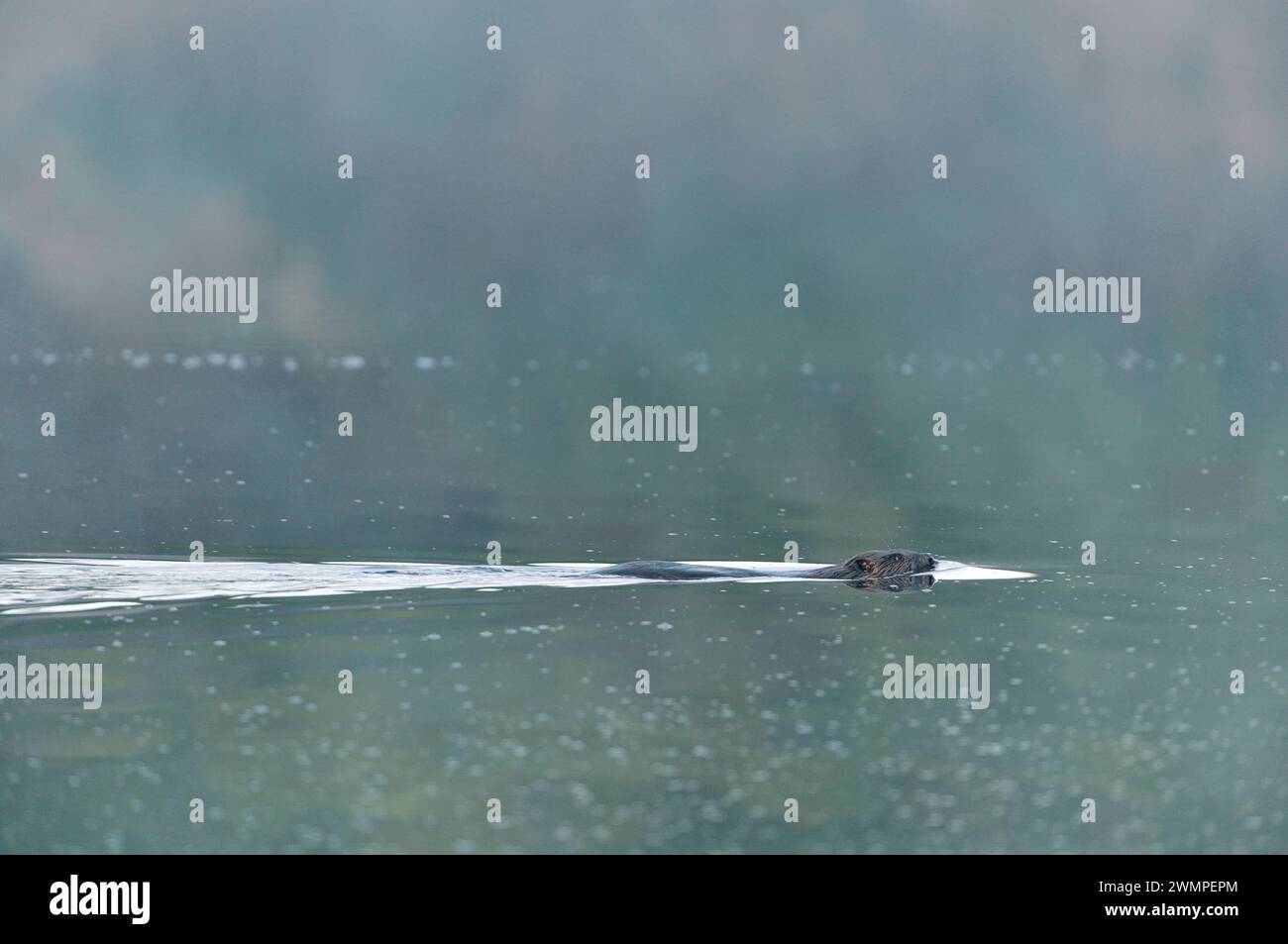 Europäischer Biber (Castor Fiber), der bei Sonnenaufgang und Morgennebel auf der Oberfläche eines großen Teichs schwimmt, den er durch das Stauen eines Baches geschaffen hat. Stockfoto