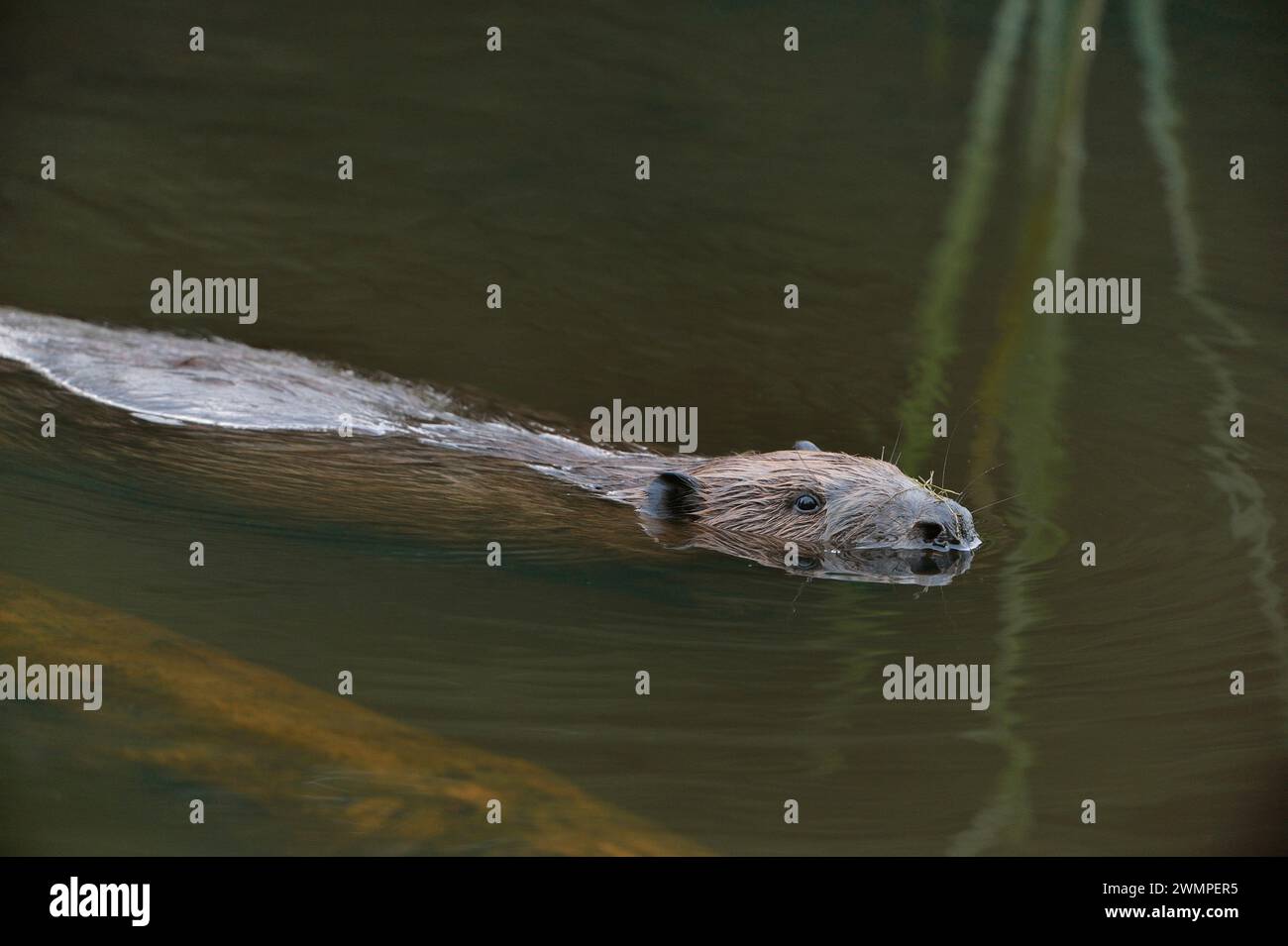 Europäischer Biber (Castor Fiber), der bei Dämmerung bewegungslos auf der Oberfläche eines Teichs erwachsen ist, den er durch das Stauen eines Baches, Perthshire, geschaffen hat. Stockfoto