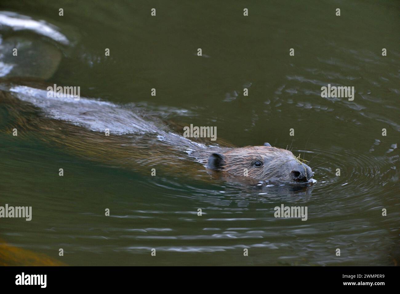 Europäischer Biber (Castor Fiber), der bei Dämmerung bewegungslos auf der Oberfläche eines Teichs erwachsen ist, den er durch das Stauen eines Baches, Perthshire, geschaffen hat. Stockfoto