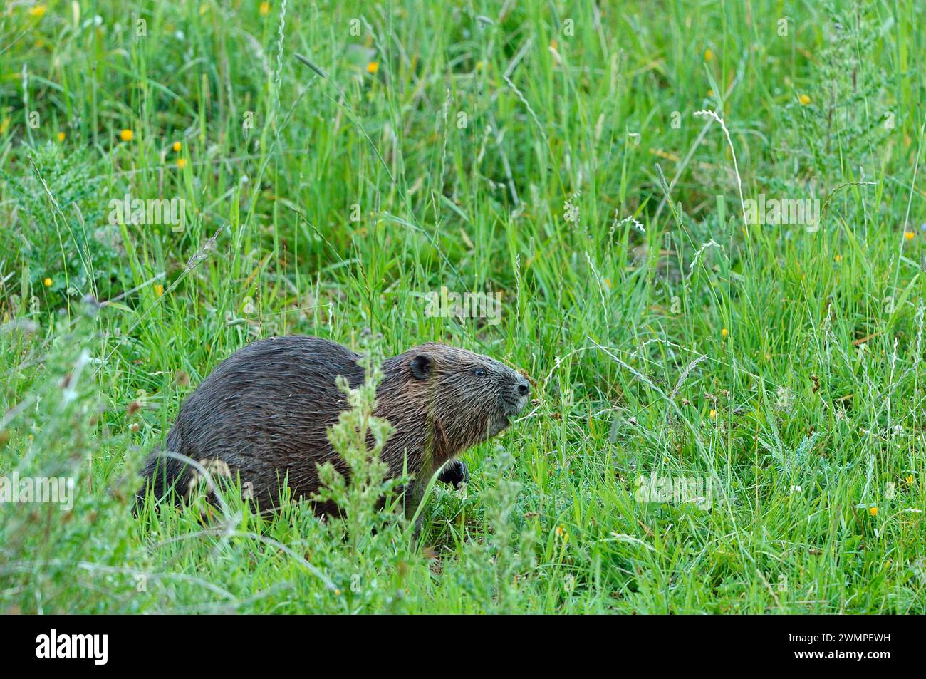 Europäischer Biber (Castor Fiber), der in der Abenddämmerung von Vegetation am Rand eines Teichs lebt, den er durch das Stauen eines Baches, Perthshire, geschaffen hat. Stockfoto