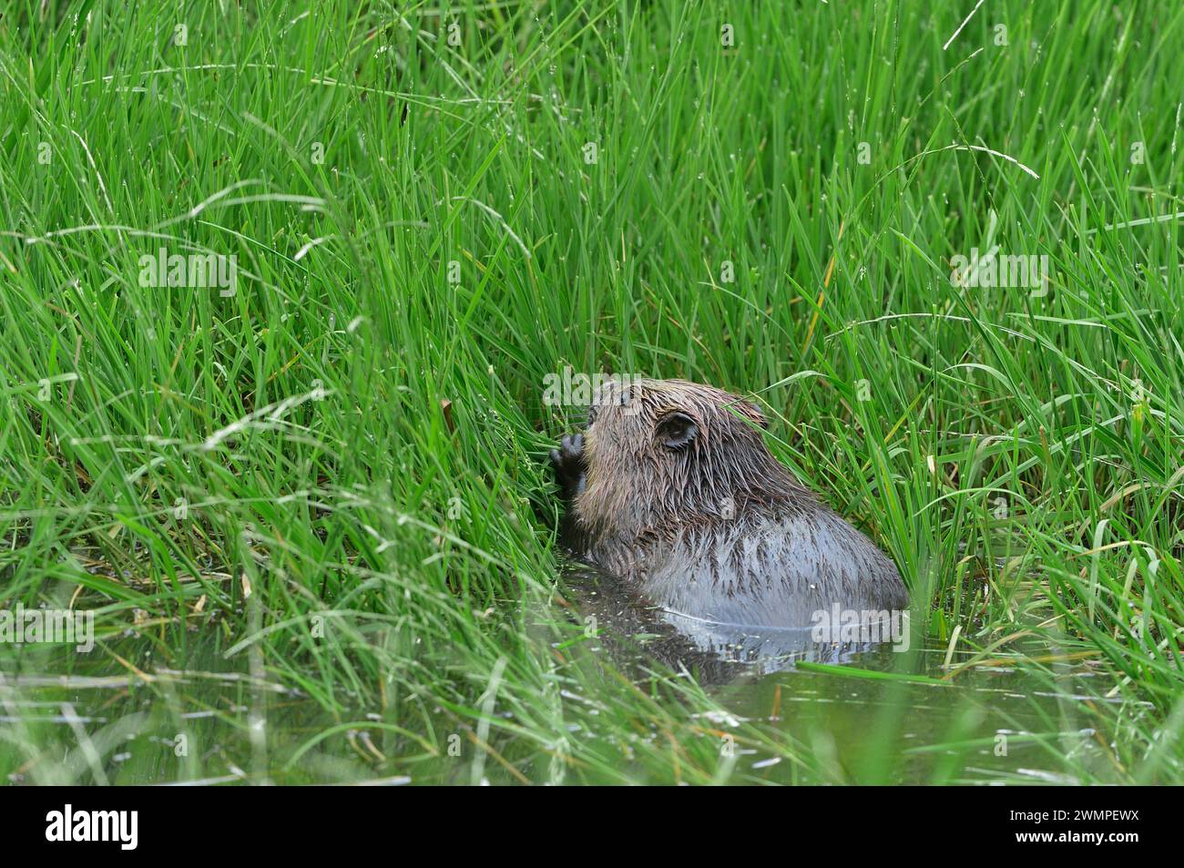 Europäischer Biber (Castor Fiber), der in der Abenddämmerung von Vegetation am Rand eines Teichs lebt, den er durch das Stauen eines Baches, Perthshire, geschaffen hat. Stockfoto