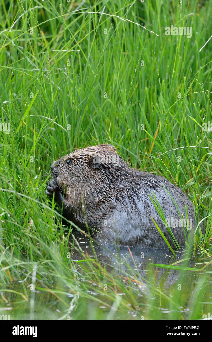 Europäischer Biber (Castor Fiber), der in der Abenddämmerung von Vegetation am Rand eines Teichs lebt, den er durch das Stauen eines Baches, Perthshire, geschaffen hat. Stockfoto