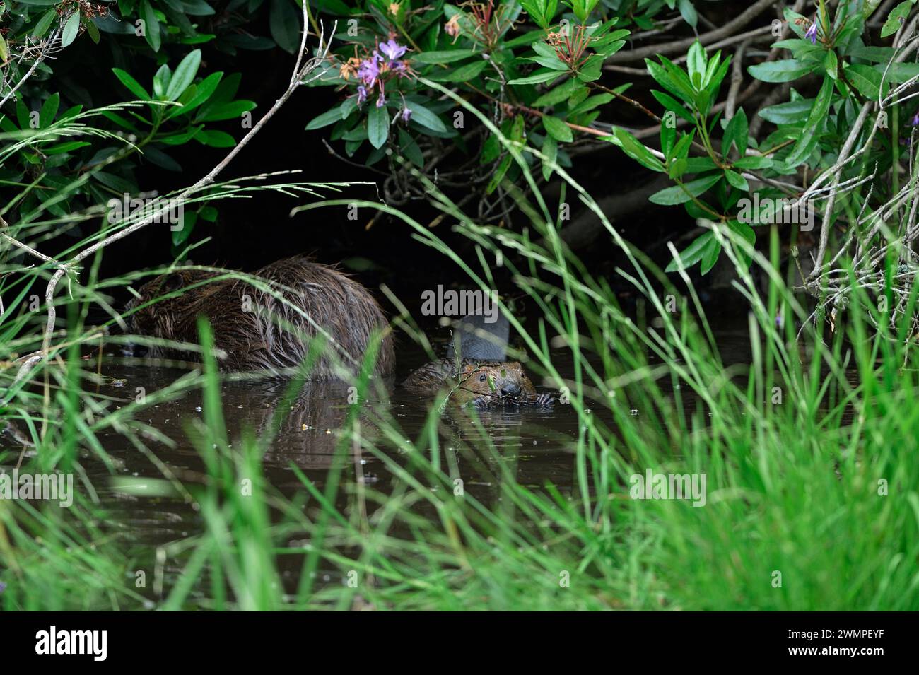 Europäischer Biber (Castor Fiber), Erwachsener mit jungen Bausätzen in der Nähe der Lodge, gebaut unter dichtem Rhododendron-Dickicht in der Abenddämmerung am Teich. Stockfoto