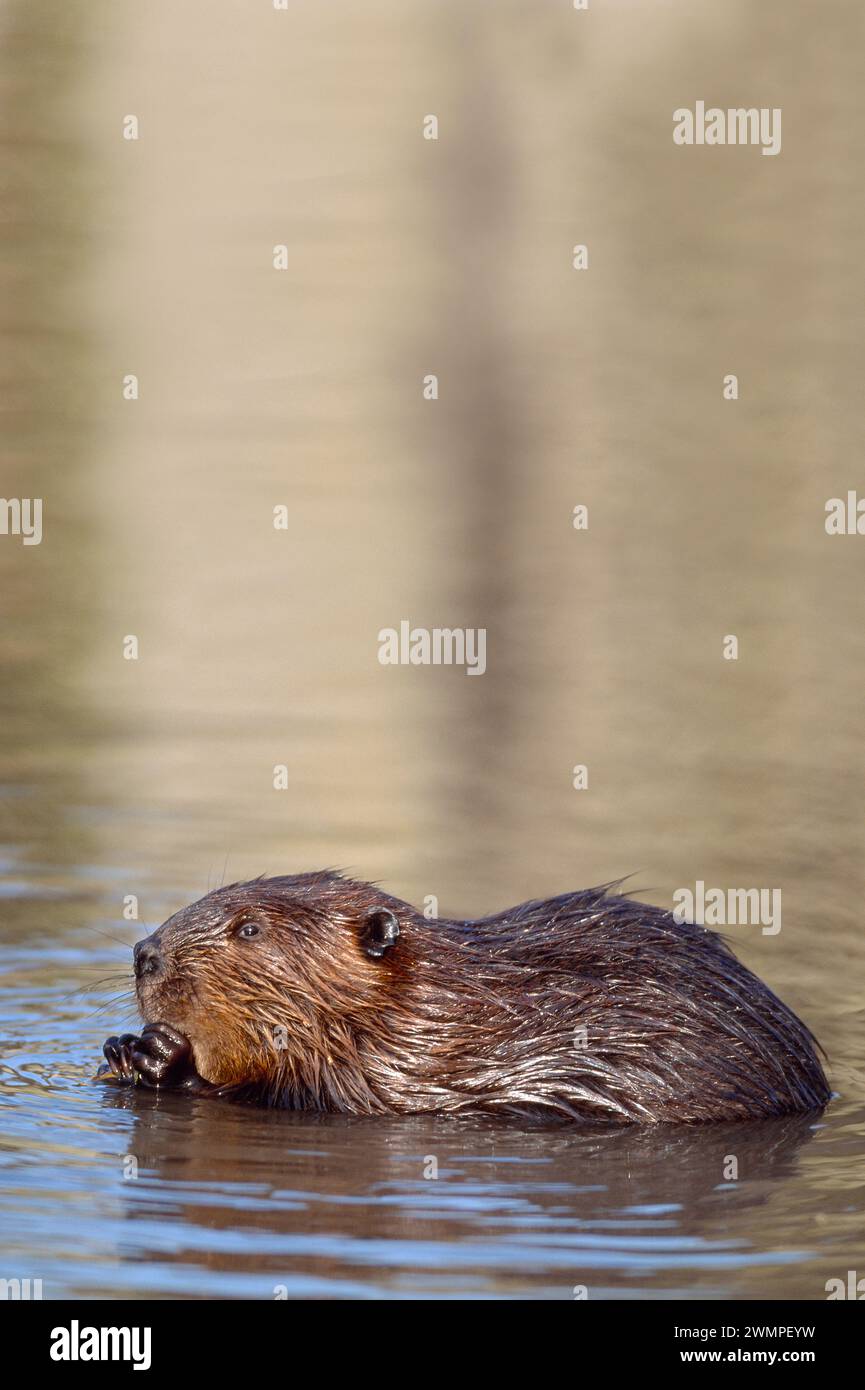 Europäisches Biber (Castor fiber) Gefangenes Tier im Wildpark Fressing on Willow, Holland, Oktober 2003 Stockfoto