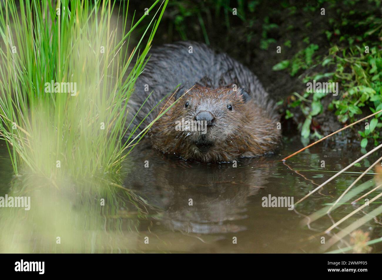 Europäischer Biber (Castor Fiber), Erwachsener in der Abenddämmerung am Rand eines Teichs, den er durch die Staudämmung eines Baches geschaffen hat, Bamff Estate, Perth and Kinross, Schottland, Juli Stockfoto