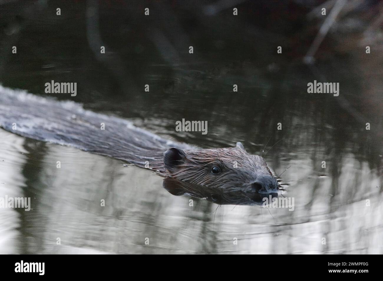 Europäischer Biber (Castor Fiber), der bei Dämmerung bewegungslos auf der Oberfläche eines Teichs erwachsen ist, den er durch das Stauen eines Baches, Perthshire, geschaffen hat. Stockfoto