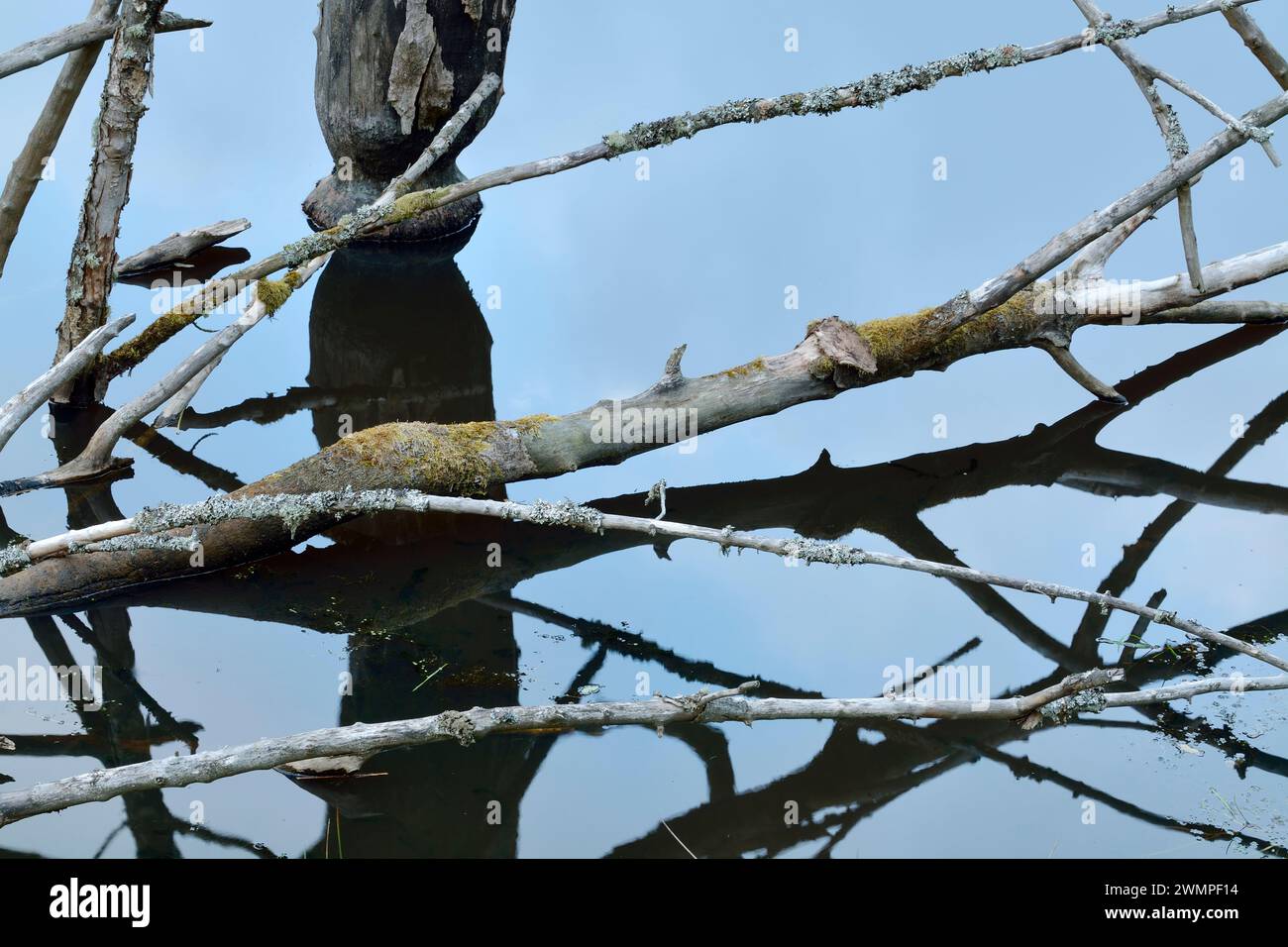 Europäische Biber (Castor Fiber) Tote Erlen (Alnus glutinosa), die von Bibern im Teich gefällt wurden, schufen sie, indem sie einen Bach, Perthshire, stauten. Stockfoto