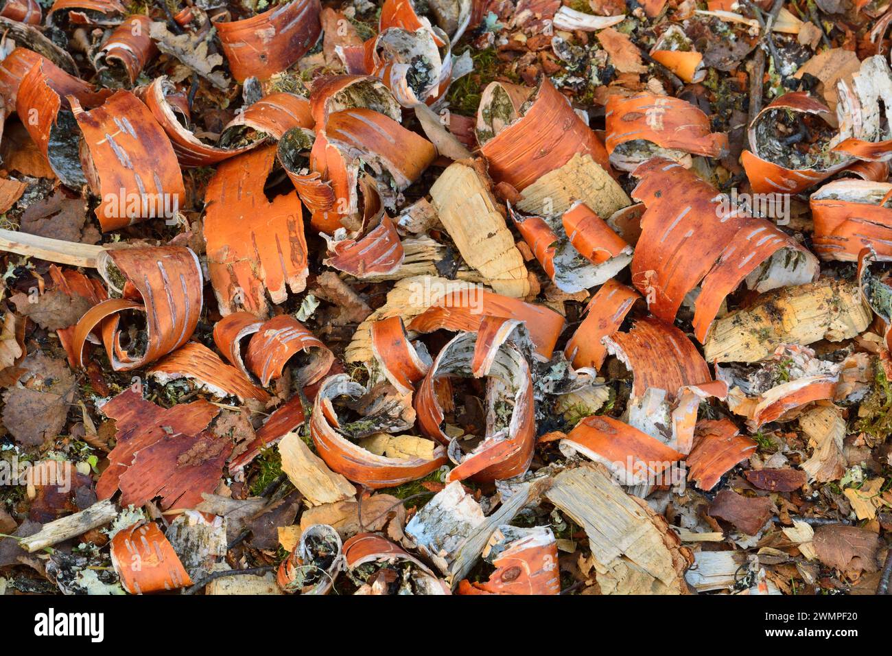 Europäische Biber (Castor Fiber) Späne von Silberbirkenrinde (Betula pendula), die von Bibern neben gefälltem Baum in Perthshire hinterlassen wurden. Stockfoto