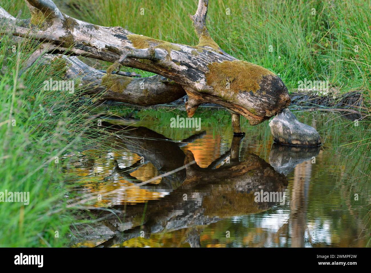 Europäische Biber (Castor Fiber) Tote Erle (Alnus glutinosa), die von Bibern im Teich gefällt wurde, schufen sie durch die Dämmung eines Baches, Perthshire. Stockfoto