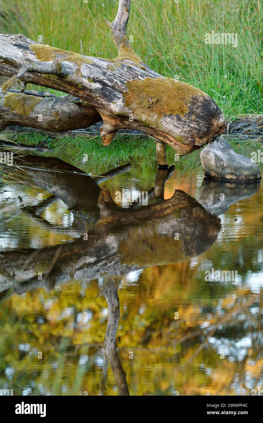 Europäische Biber (Castor Fiber) Tote Erle (Alnus glutinosa), die von Bibern im Teich gefällt wurde, schufen sie durch die Dämmung eines Baches, Perthshire. Stockfoto