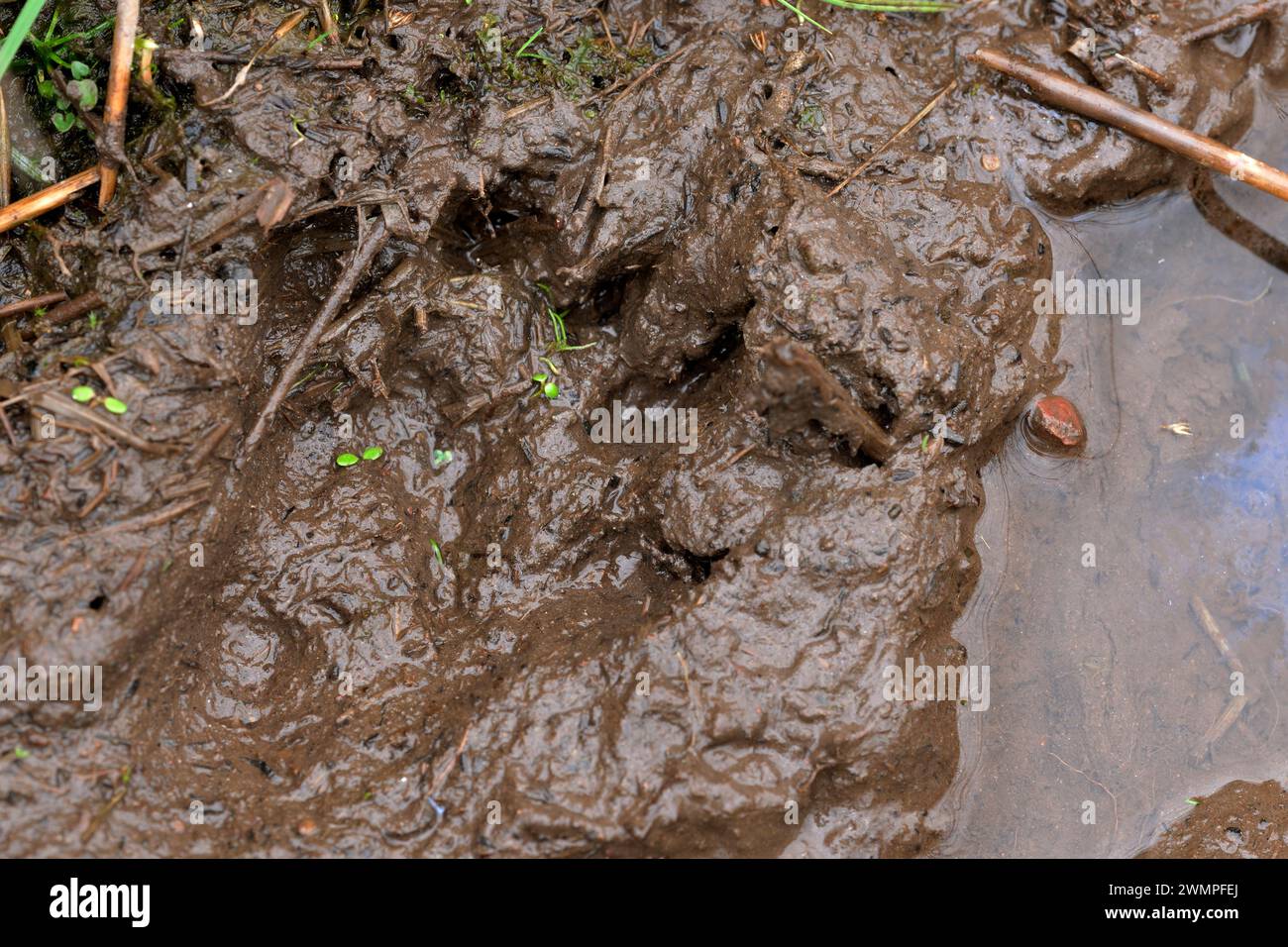 Europäische Biber (Castor Fiber) Fußabdruck im Schlamm am Rand eines Teichs, den die Biber durch das Stauen eines Baches, Perth und Kinross, Schottland, geschaffen haben Stockfoto