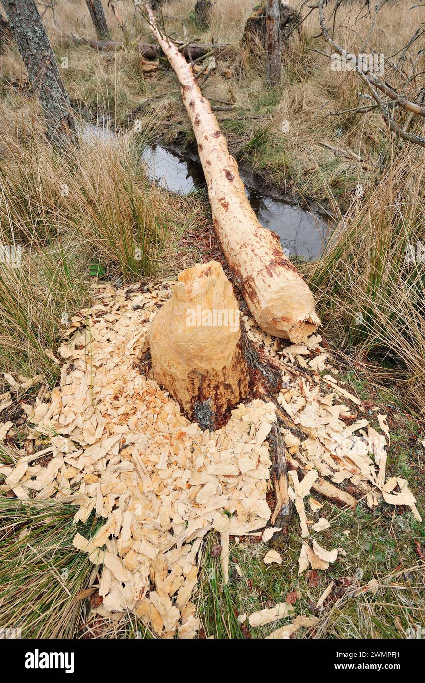 Europäische Biber (Castor Fiber) fällte schottenkiefer (Pinus sylvestris) auf sumpfigem Boden neben dem Teich, wo die Biber die Rinde als Nahrung verzehren. Stockfoto