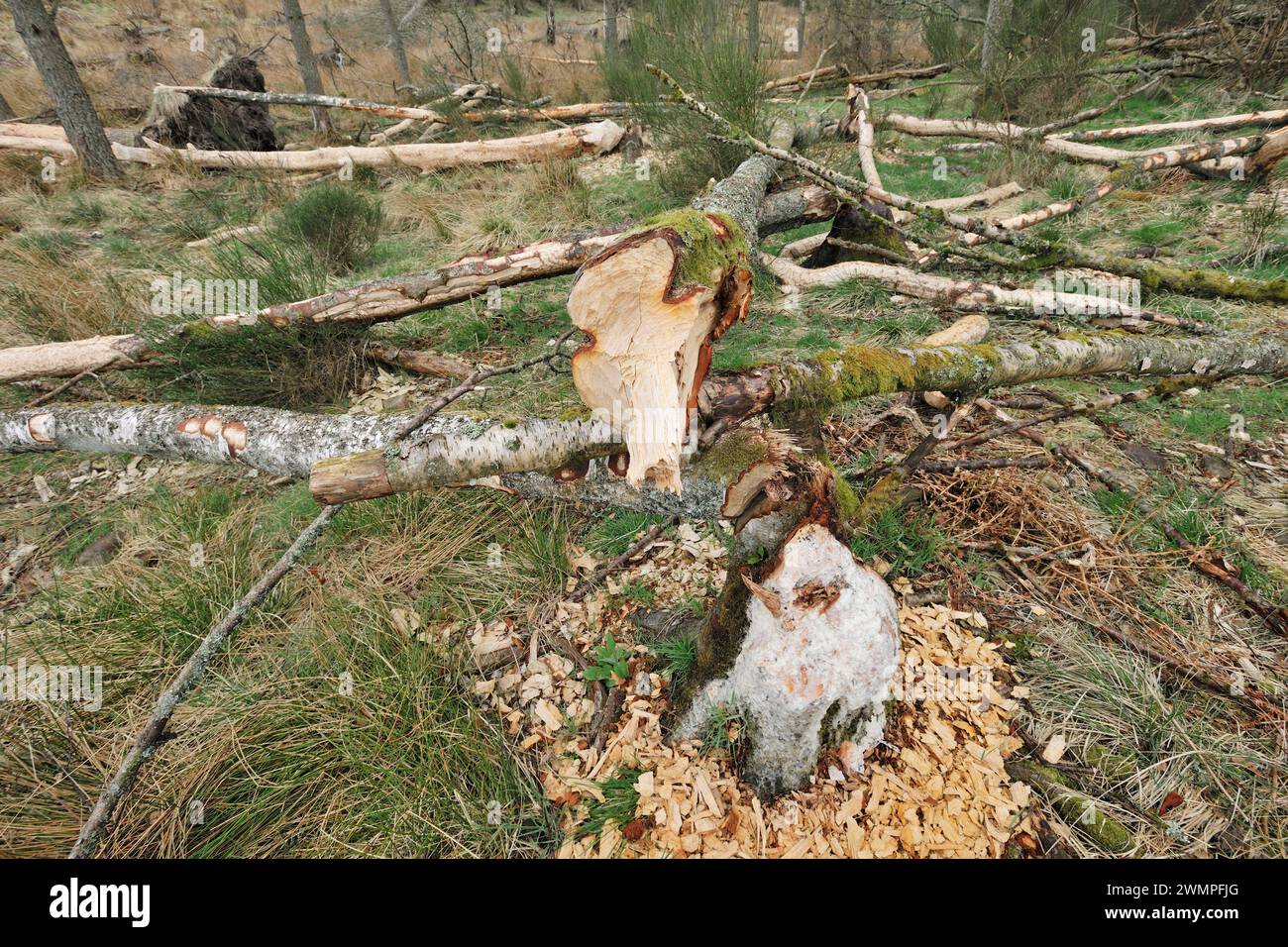 Europäische Biber (Castor Fiber) fällten Silberbirken (Betula pendula) auf sumpfigem Boden neben dem Teich, wo die Biber die Rinde als Nahrung verzehren. Stockfoto