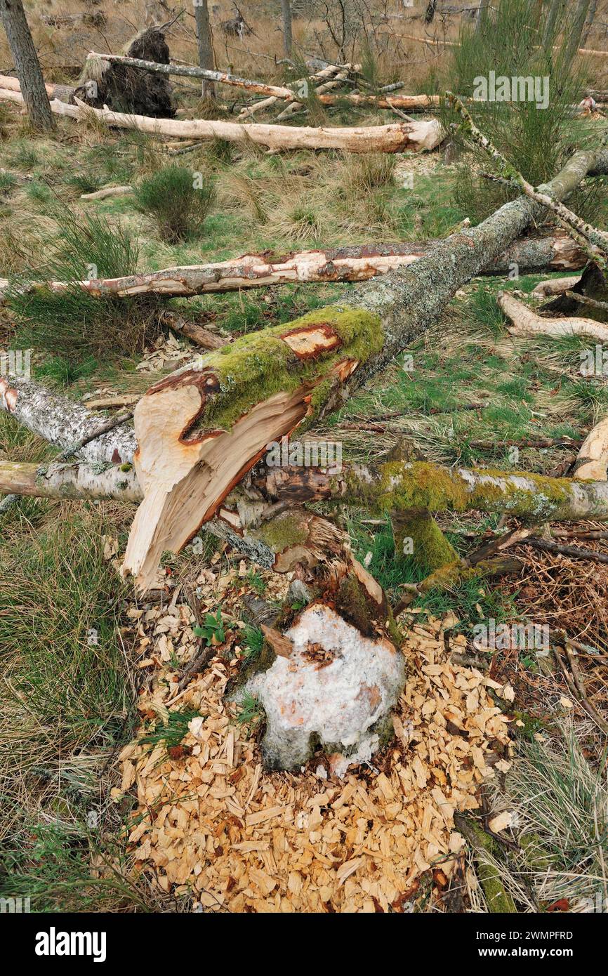 Europäische Biber (Castor Fiber) fällten Silberbirken (Betula pendula) auf sumpfigem Boden neben dem Teich, wo die Biber die Rinde als Nahrung verzehren. Stockfoto