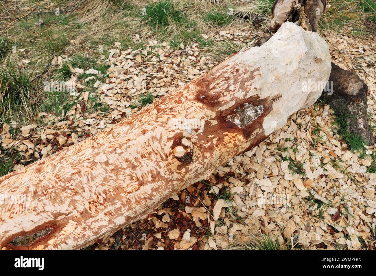 Europäische Biber (Castor Fiber) fällte Silberbirke (Betula pendula), die Splitter und Zahnspäne am Stamm zeigt, wo die Biber gekaut haben. Stockfoto