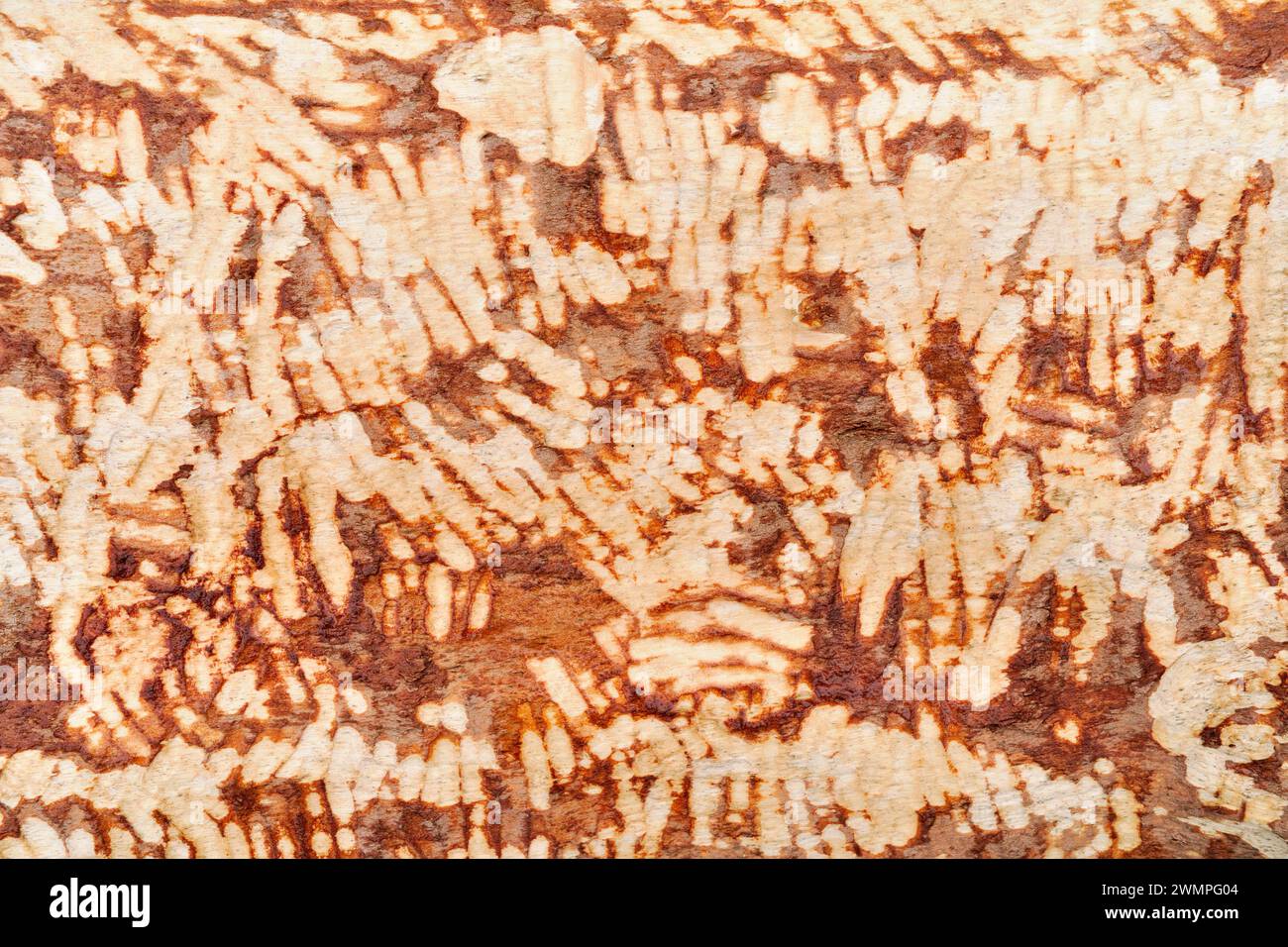 Europäische Biber (Castor Fiber) Zahnspuren an gefällten Silberbirken (Betula pendula), wo sie die Rinde für Nahrung abkauen, Perthshire Stockfoto
