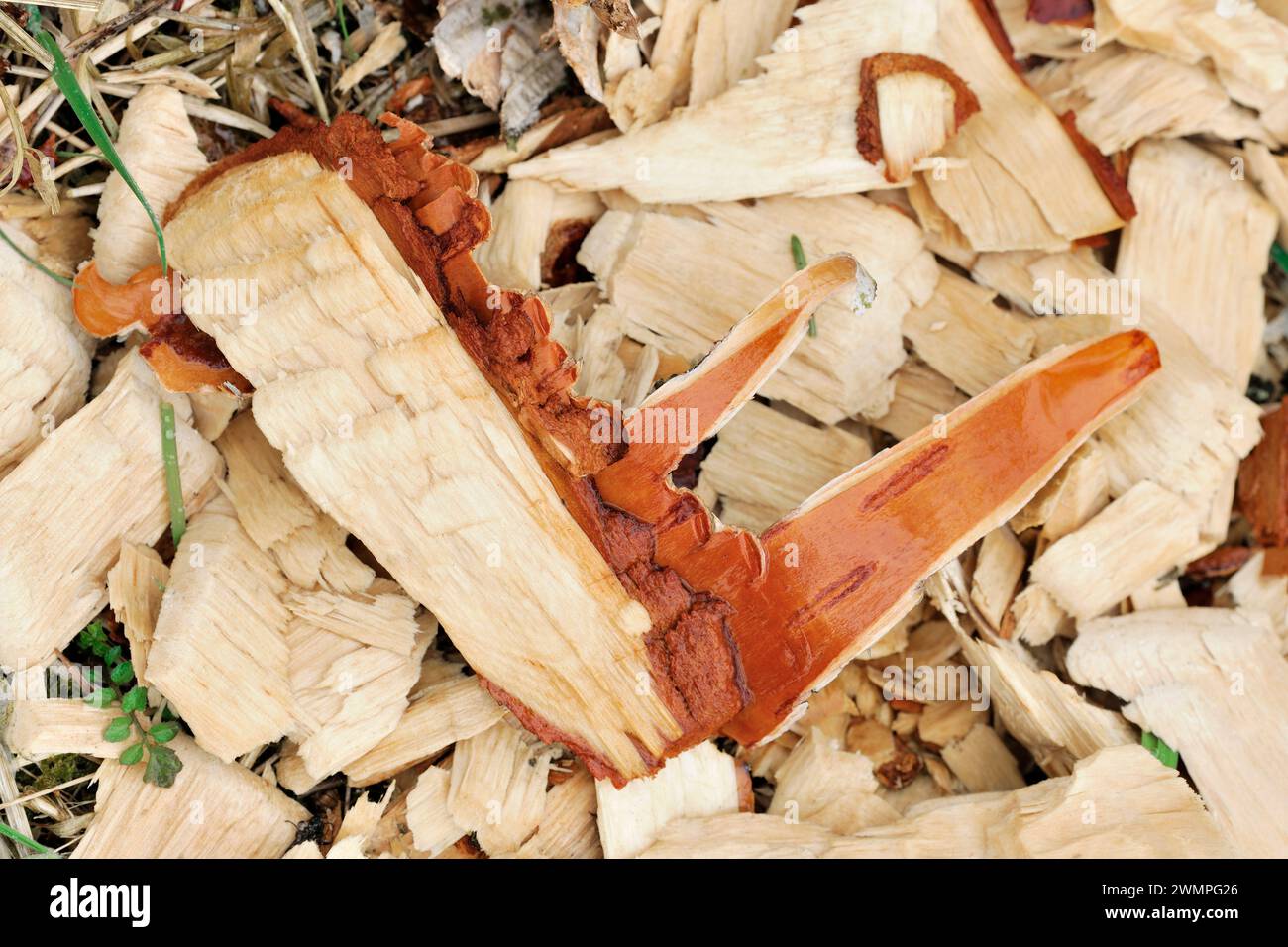 Europäische Biber (Castor Fiber) Späne von Silberbirkenrinde (Betula pendula), hinterlassen von Bibern neben gefällt Baum, Perth und Kinross, Schottland Stockfoto